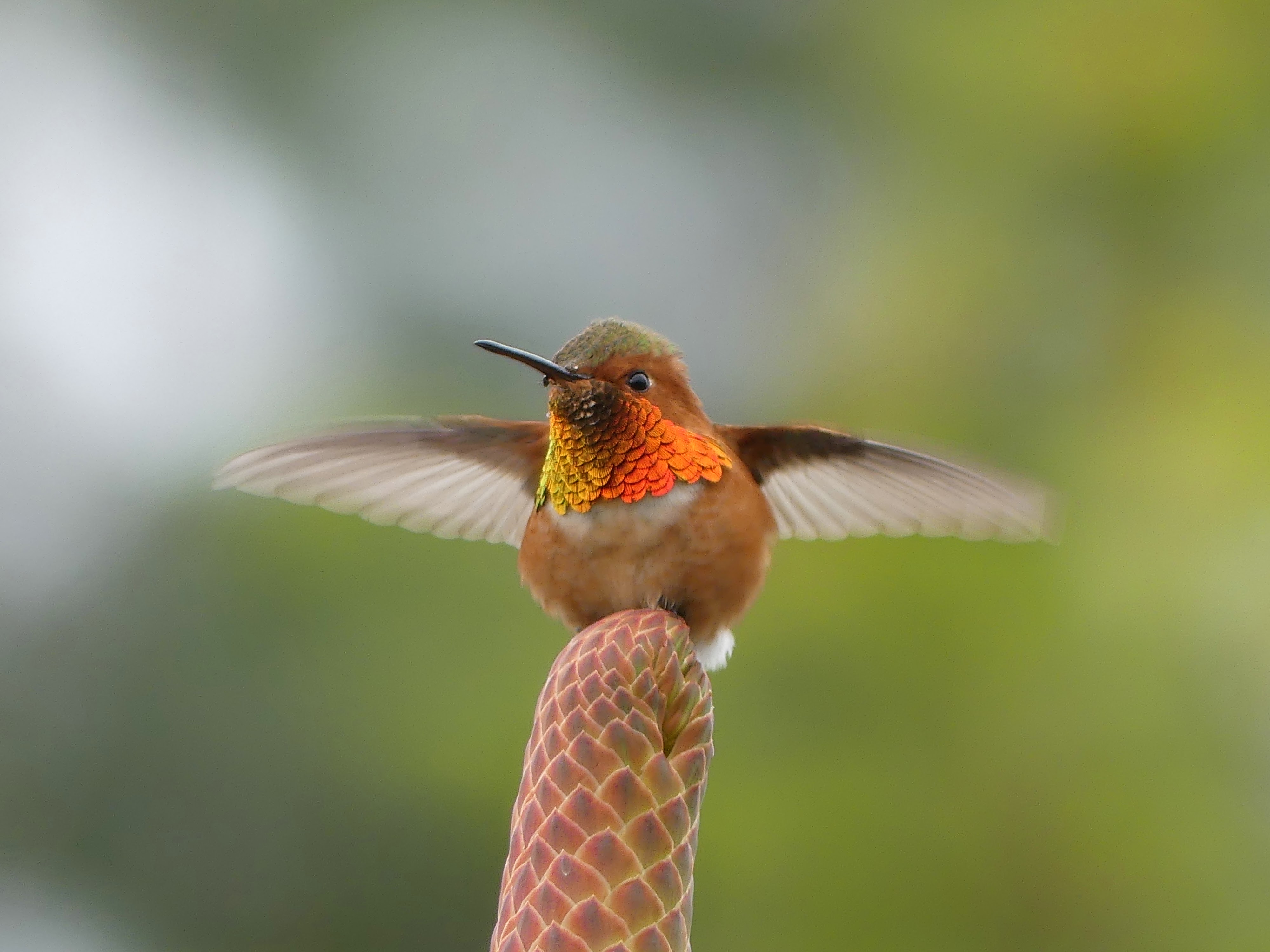 allen's hummingbird