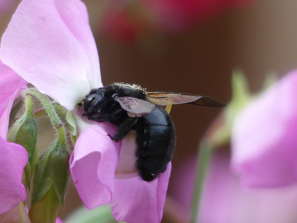valley carpenter bee visiting sweet pea flowers
