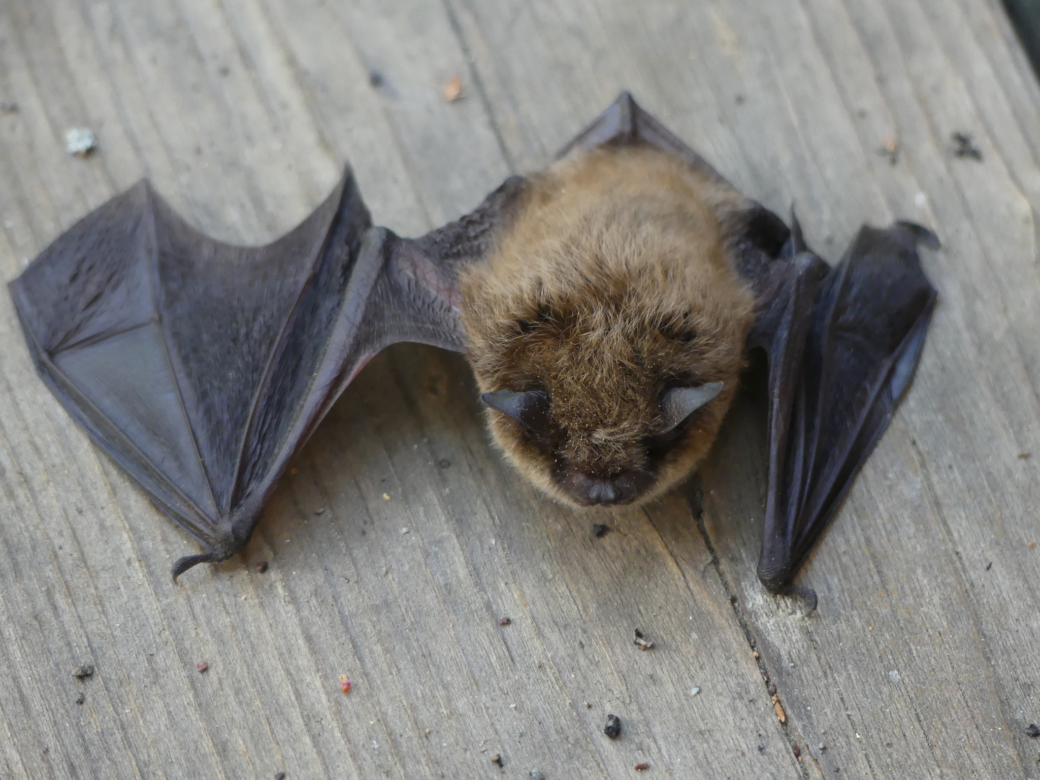 a bat named chicken nugget that fell out of the shutters one time and spooked me
