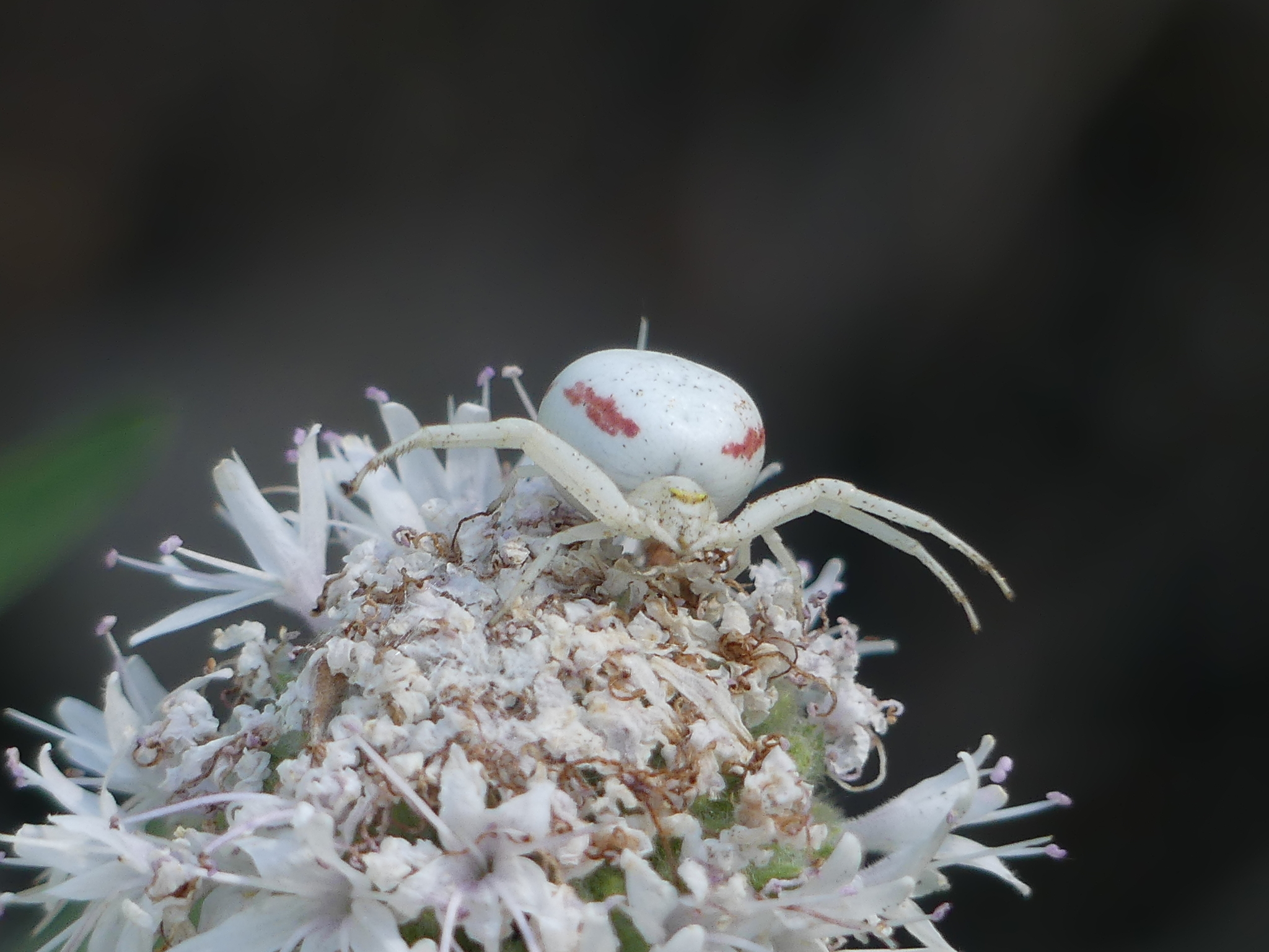 white crab spider with arms (legs?) raised