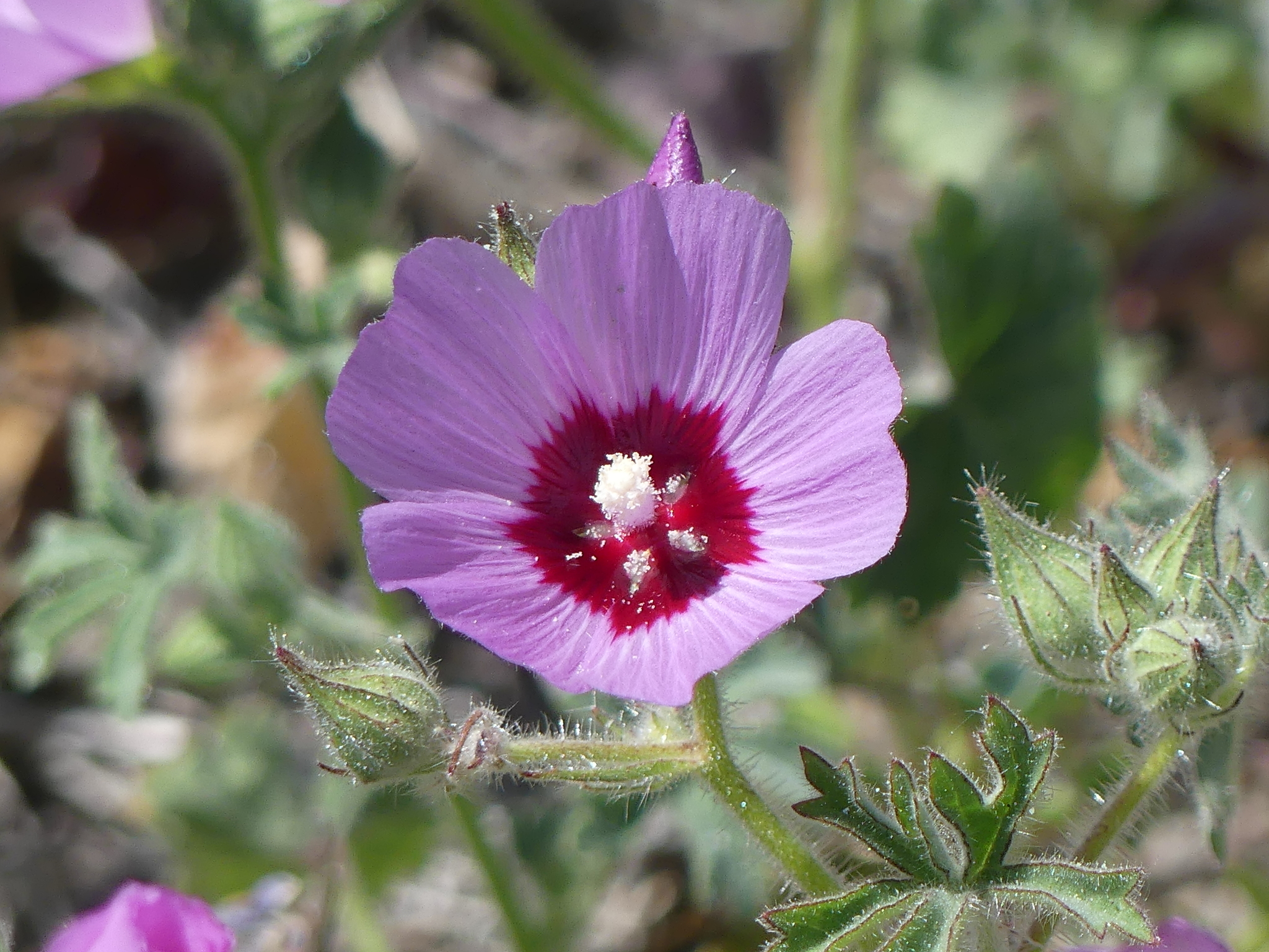 Keck's checkerbloom flower in bloom