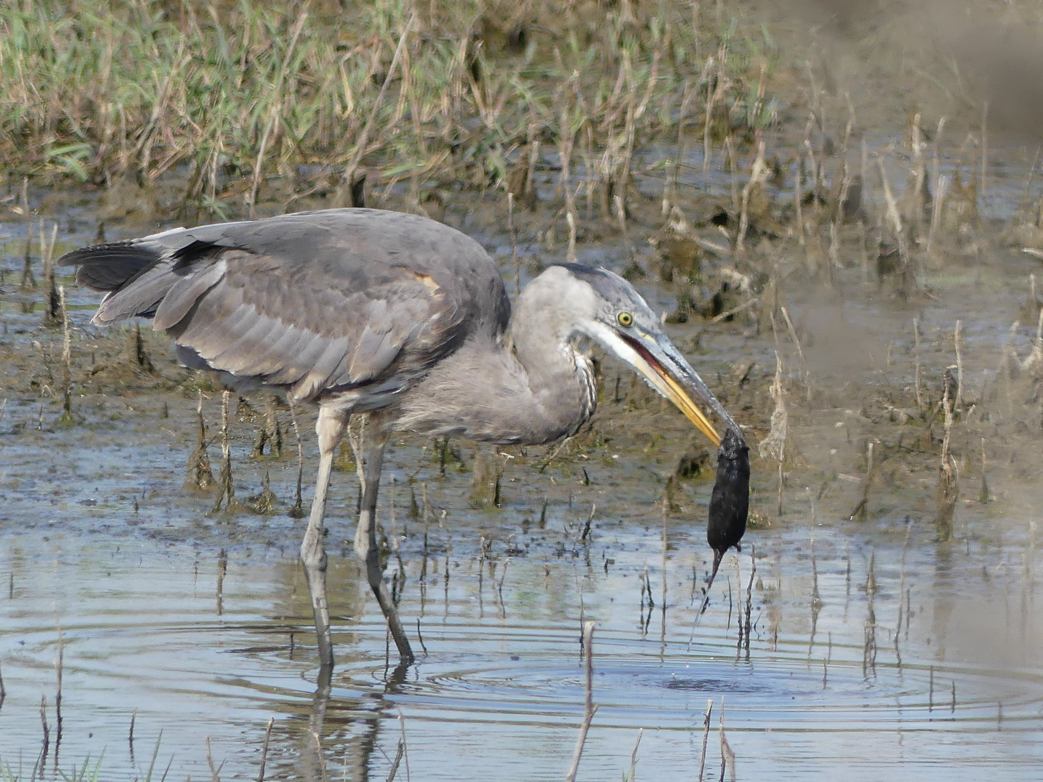 Great blue heron eating a vole