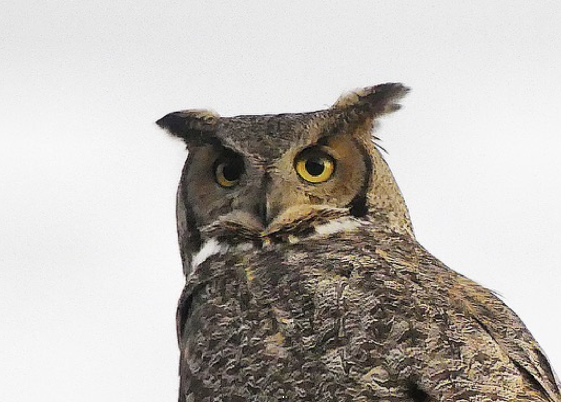 Great horned owl looking into the distance