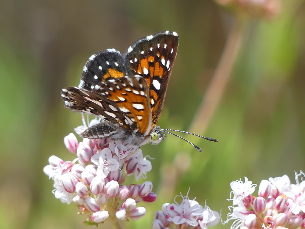 Behr's metalmark butterfly on California buckwheat