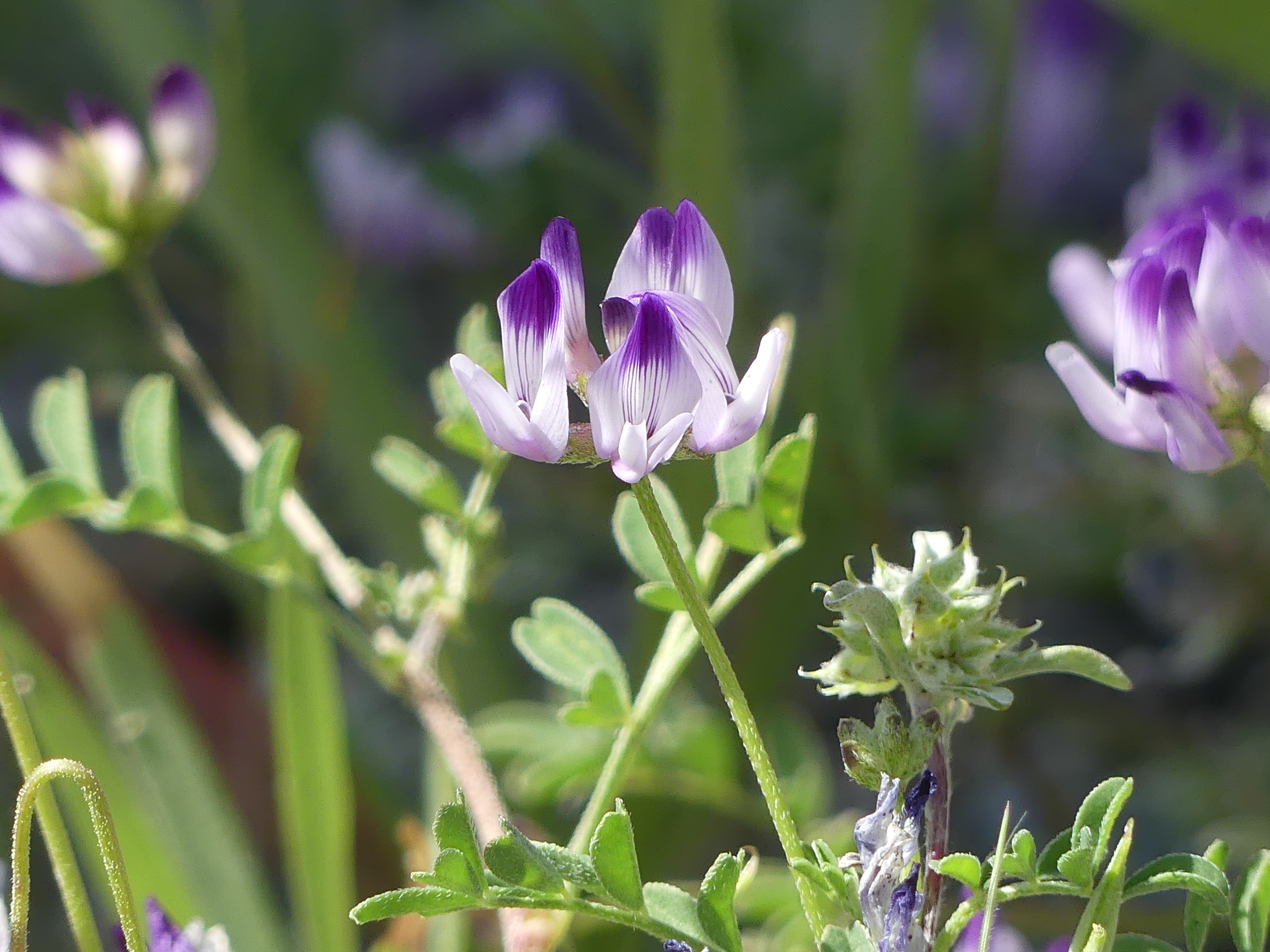 Jepson's milkvetch flower in bloom