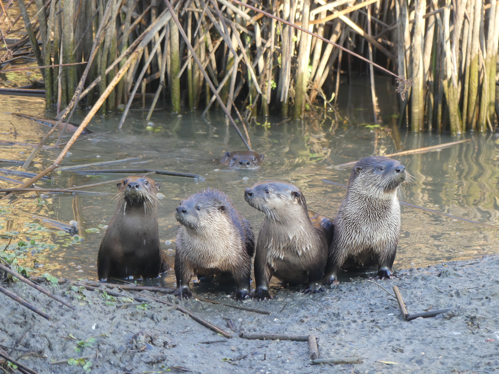 Four river otters perched on a bank with a fifth in the background