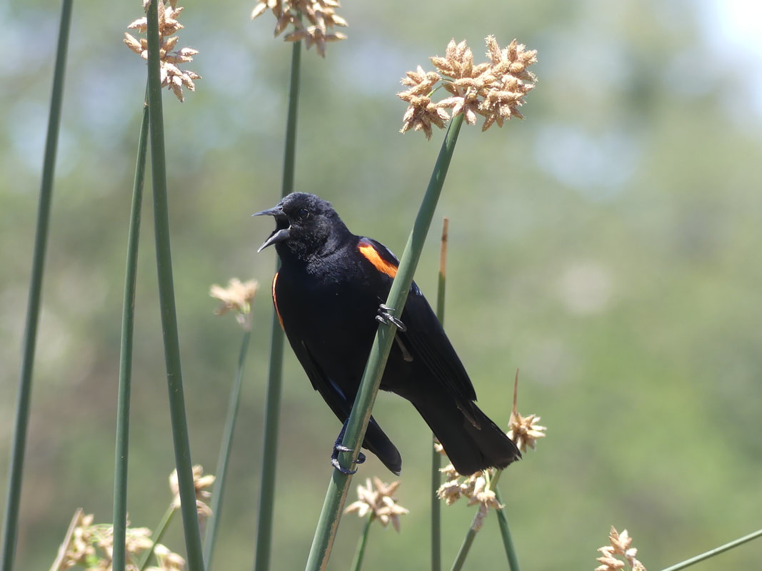 Red-winged blackbird singing while perched on a reed