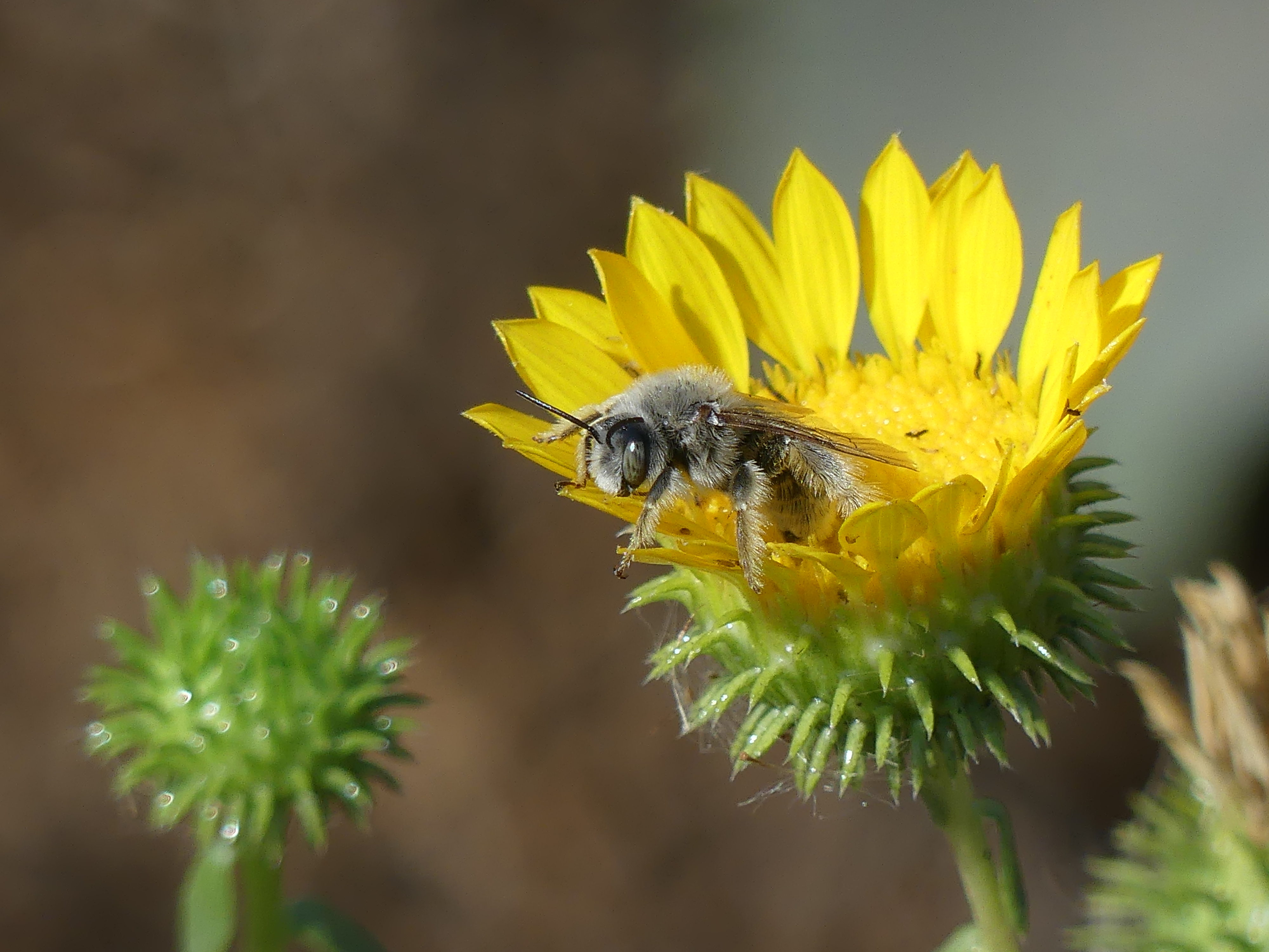 bee on a yellow flower