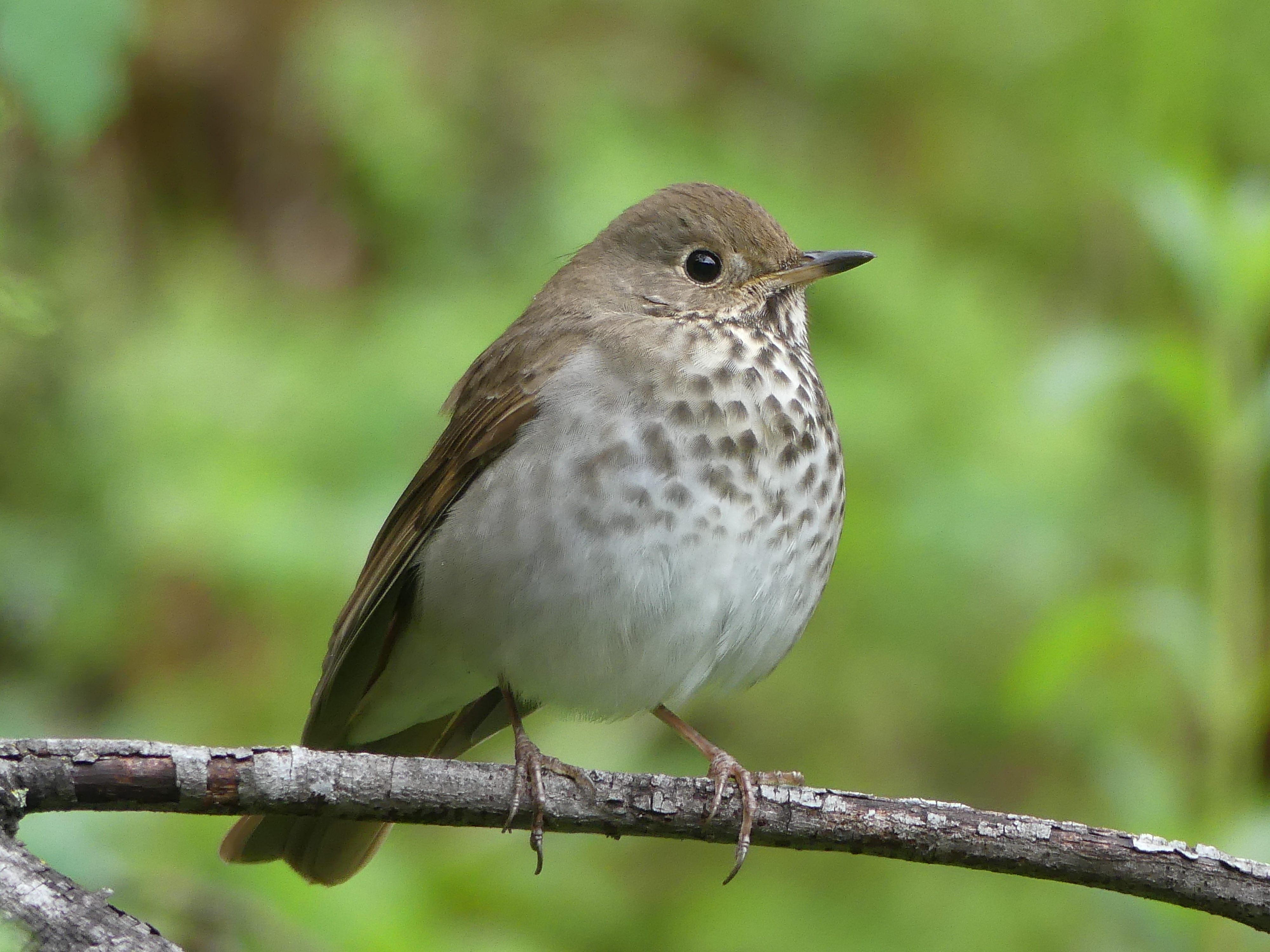 rotund hermit thrush with no thoughts behind those eyes