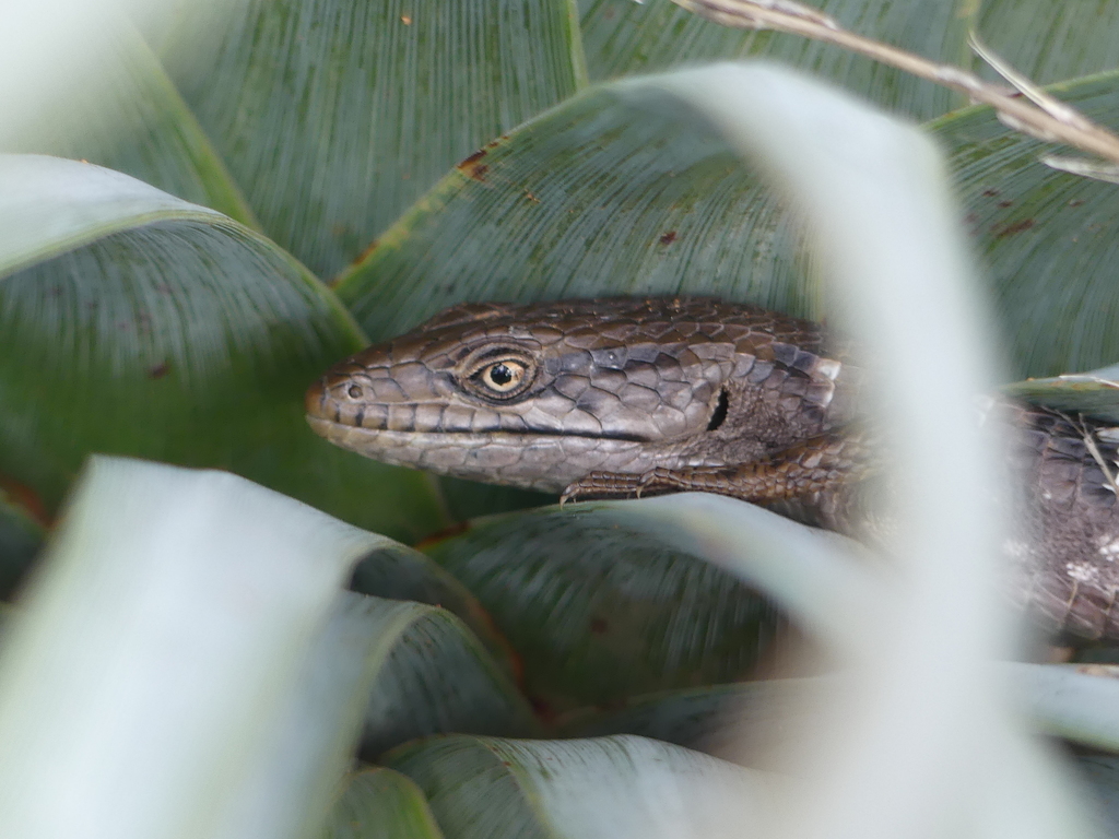 alligator lizard snuggled in chaparral yucca leaves