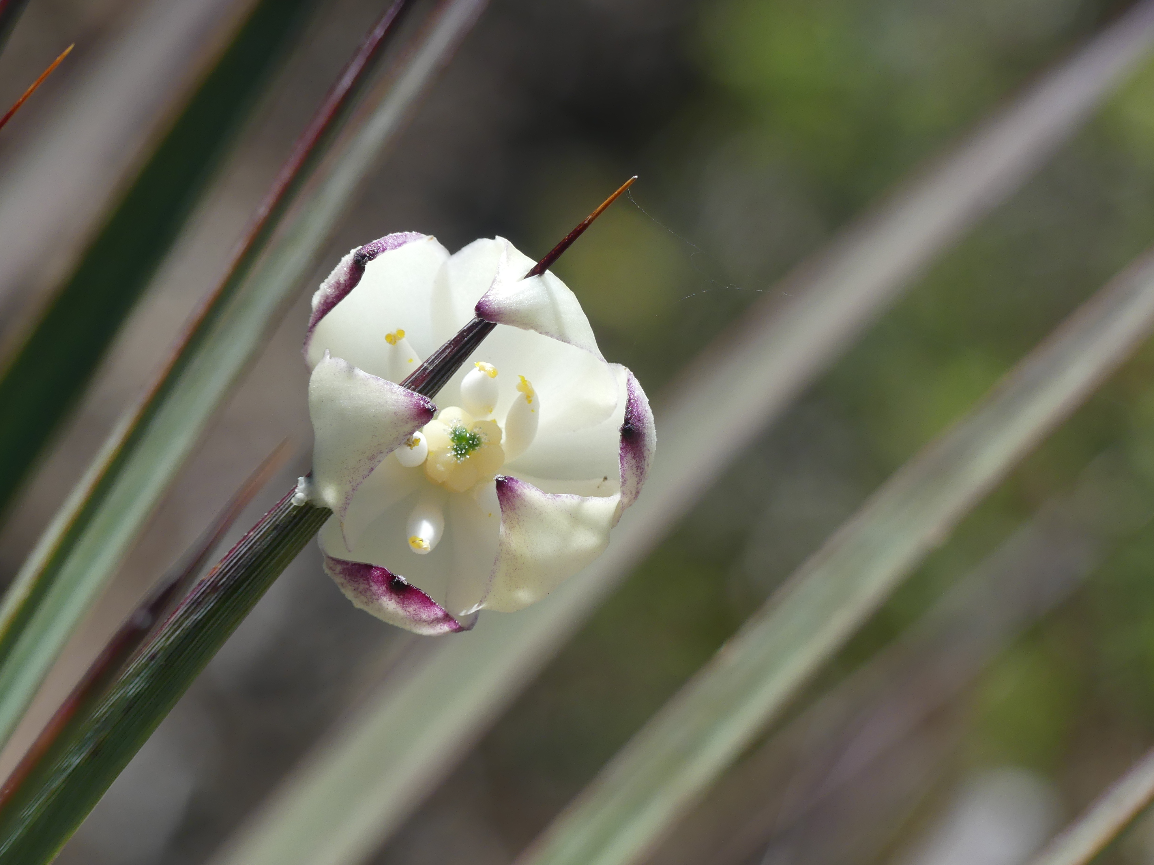 chaparral yucca flower skewered on its own leaf