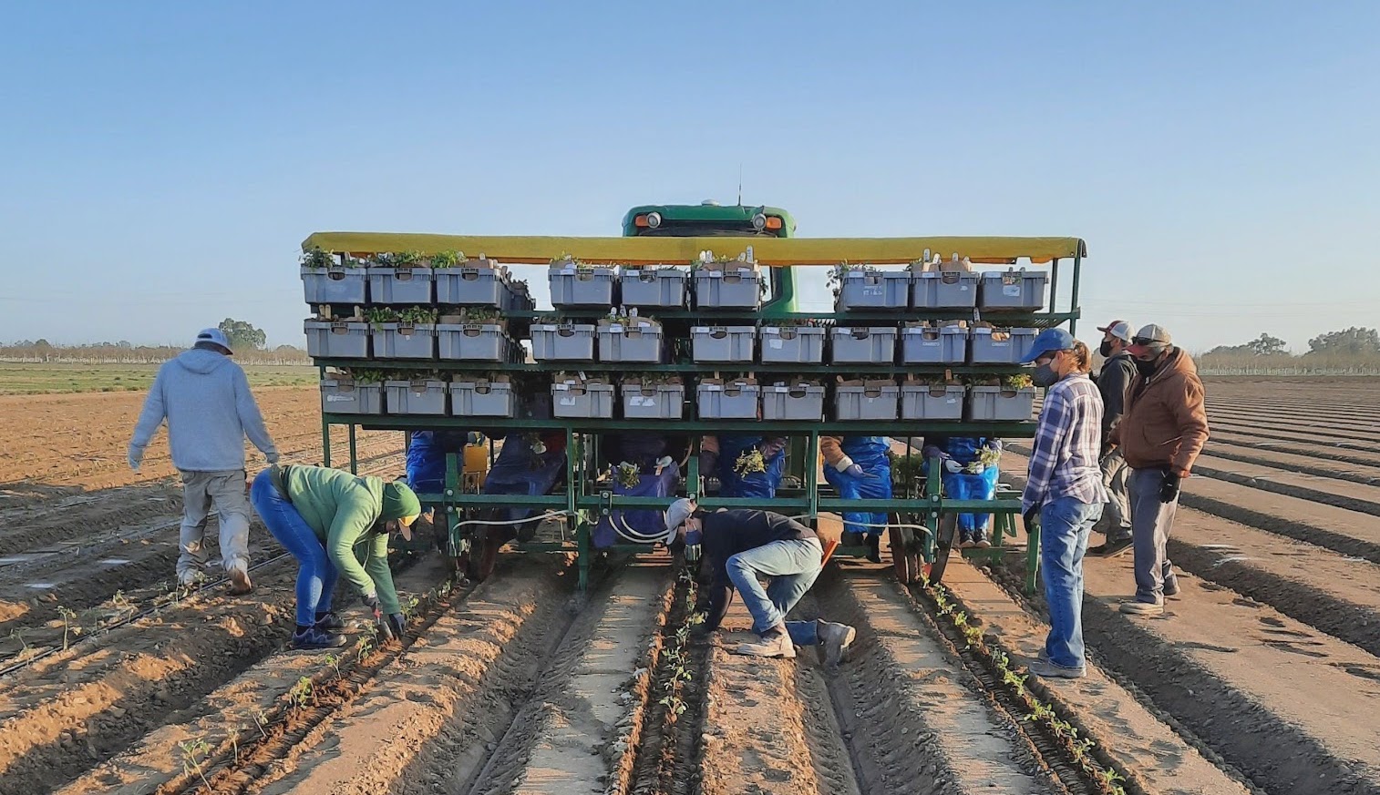 Lauren & crew planting an experimental field of hybrid tomatoes
