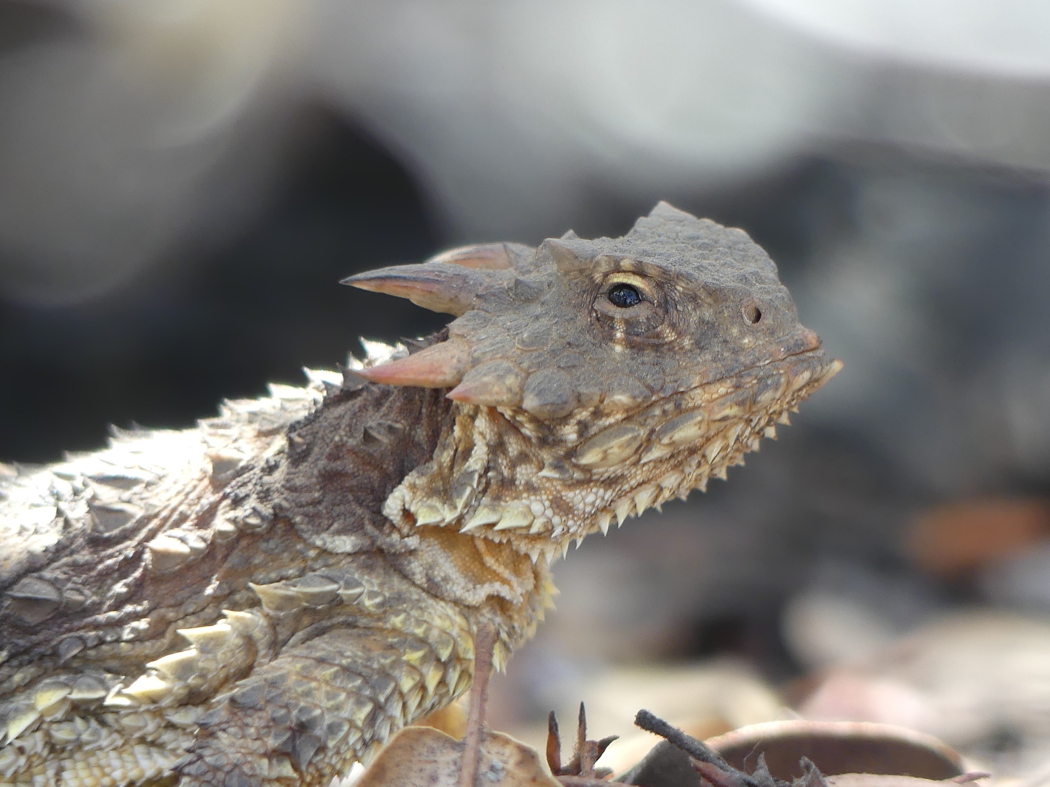 Blainville's horned lizard'