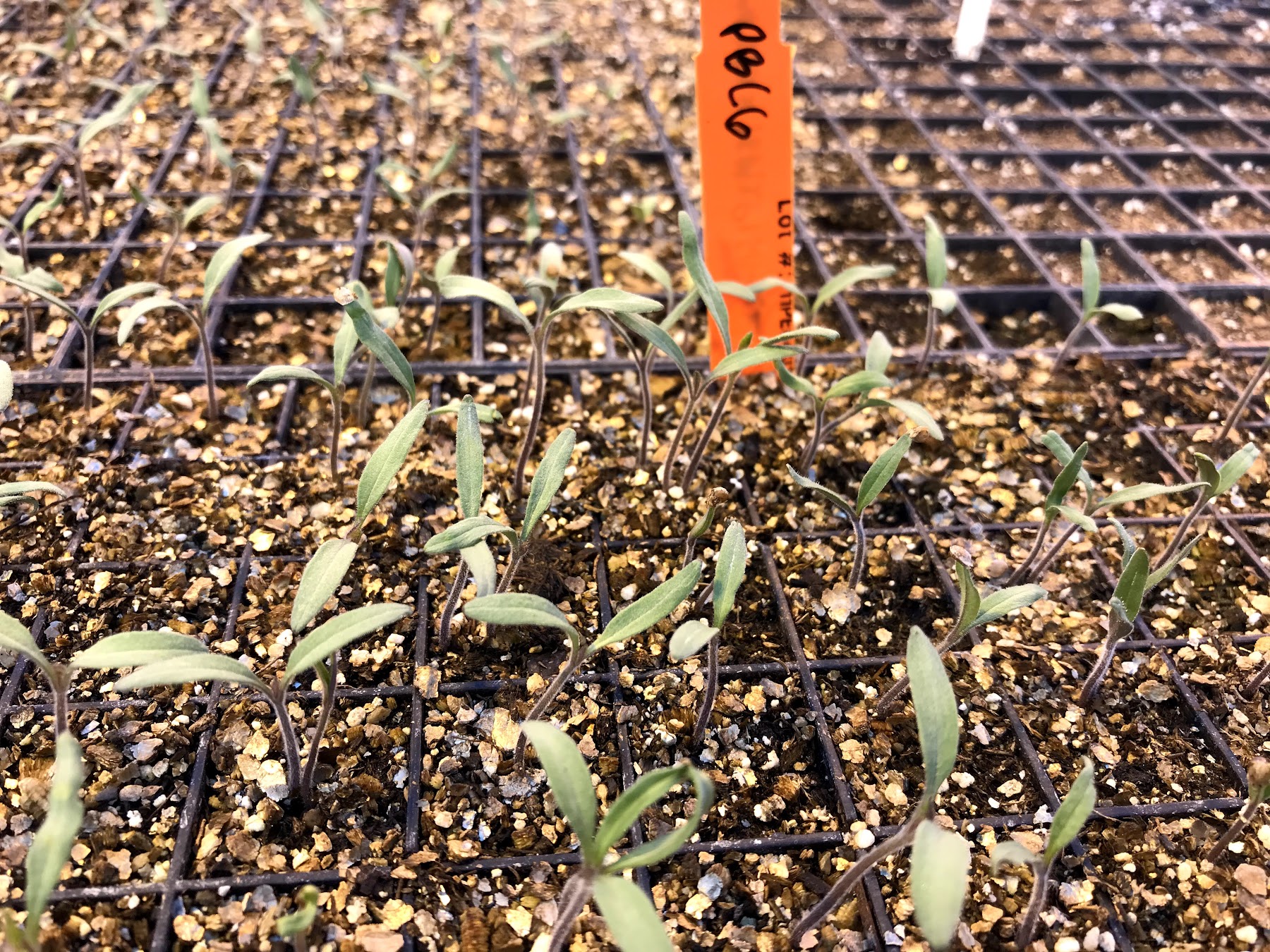 tomato seedlings growing in a tray