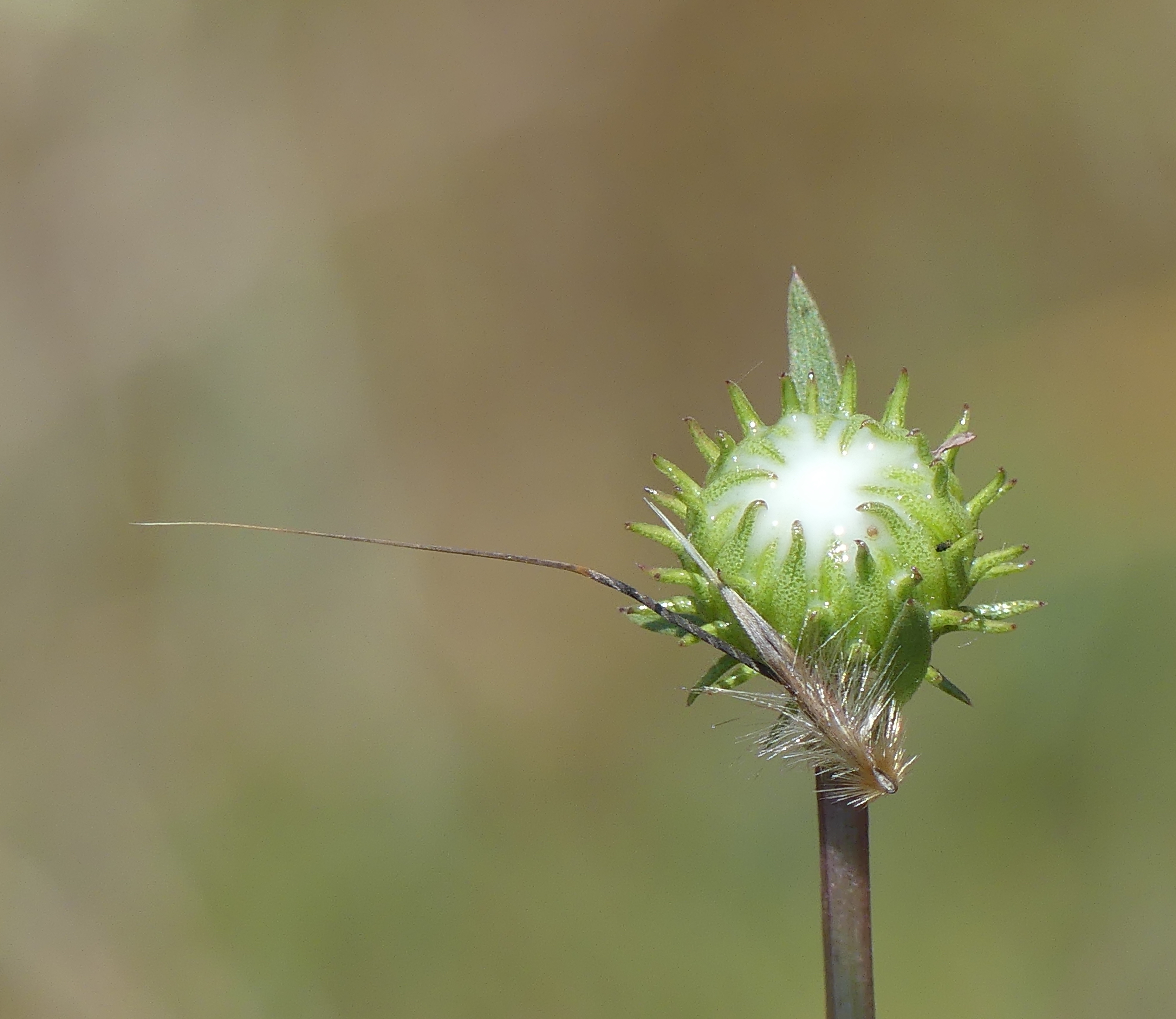 Erodium sp. seed stuck to the head of a Grindelia sp.