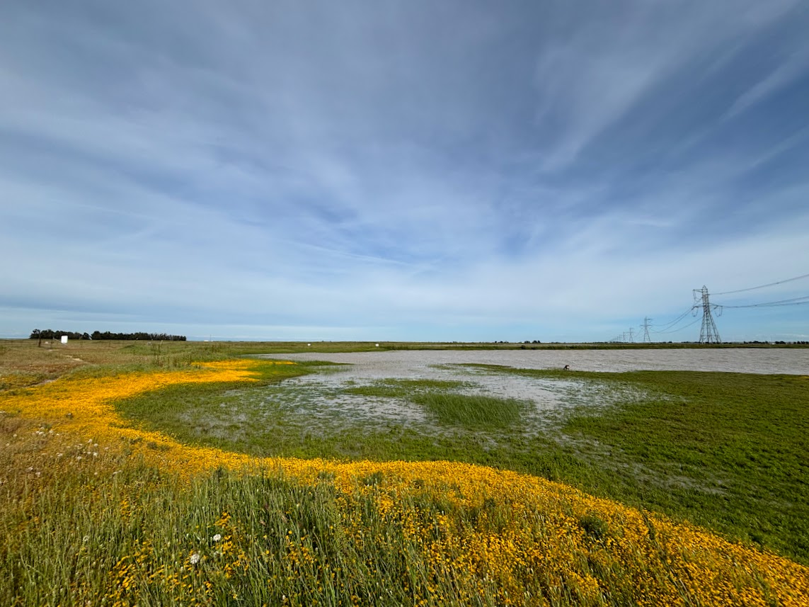 Vernal pool in spring in Solano County, CA