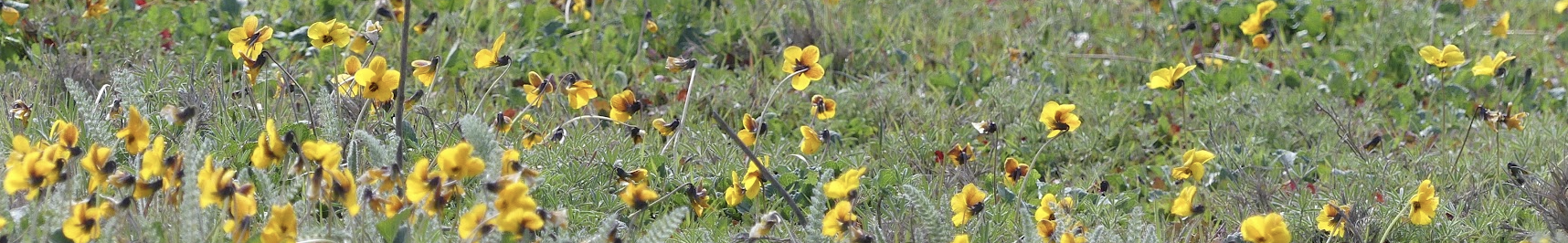 California golden violet and common yarrow in an annual grassland
