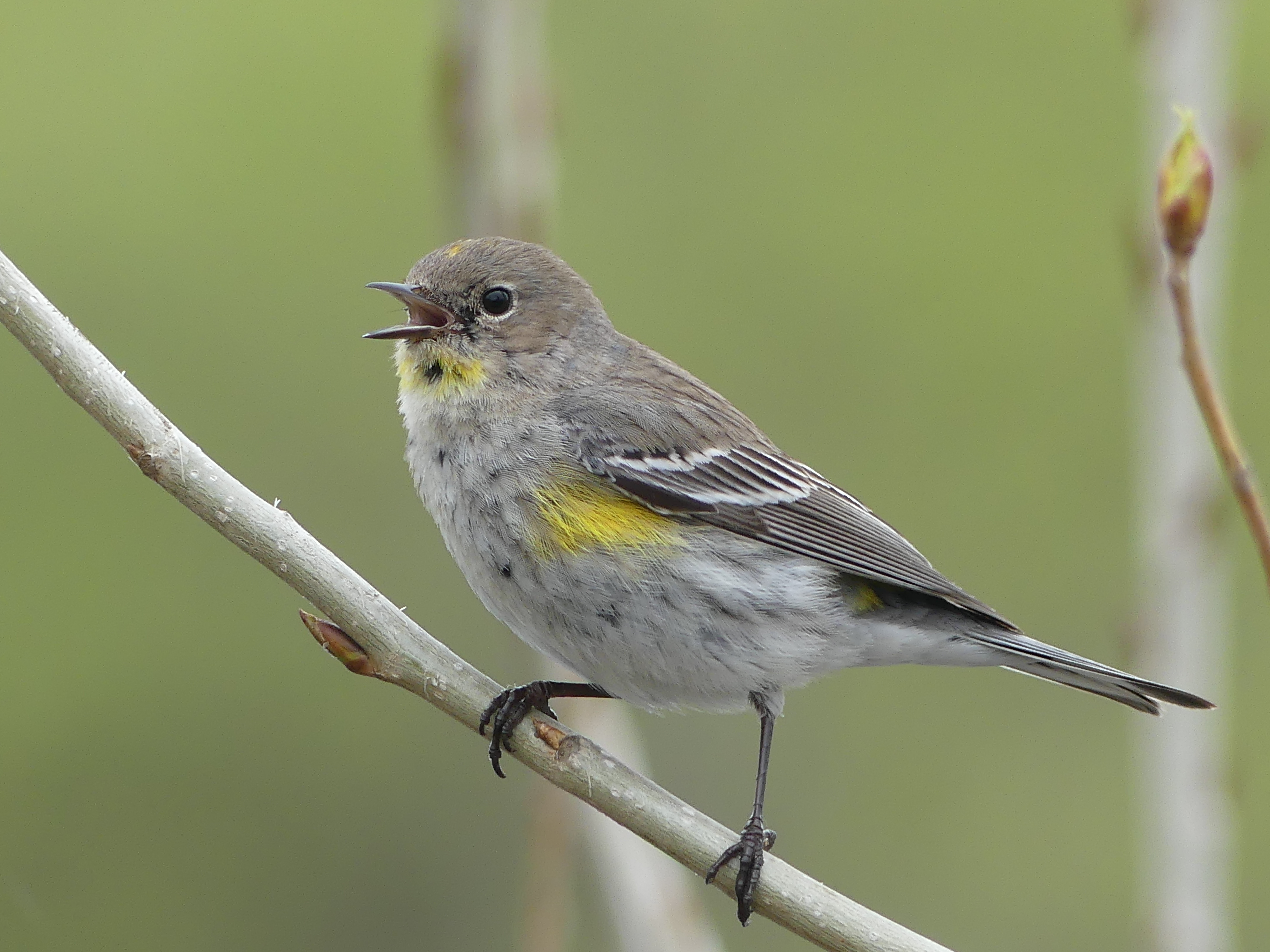 yellow rumped warbler perched on a stick and singing